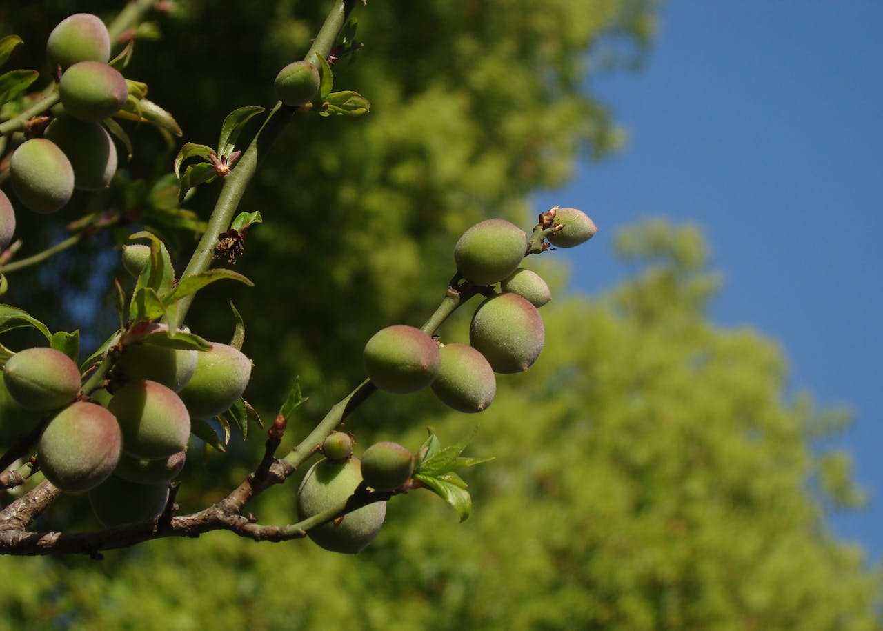 A detailed view of unripe green plums hanging from a tree branch against a clear blue sky and lush green leaves.